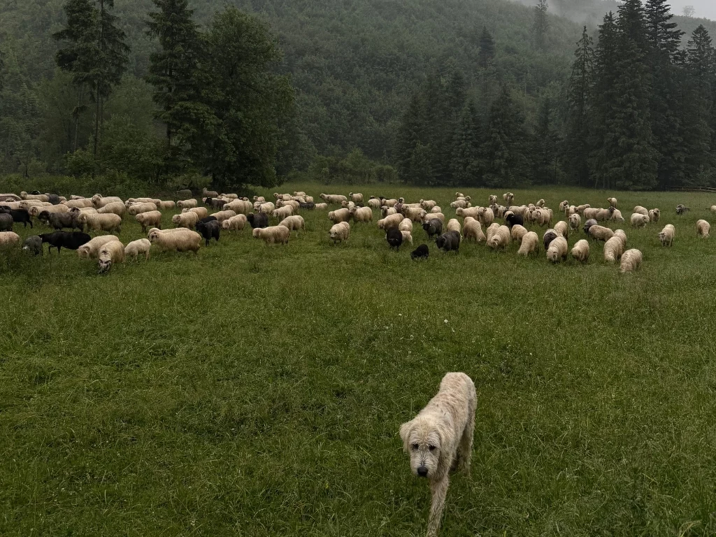 Dolina Kościeliska