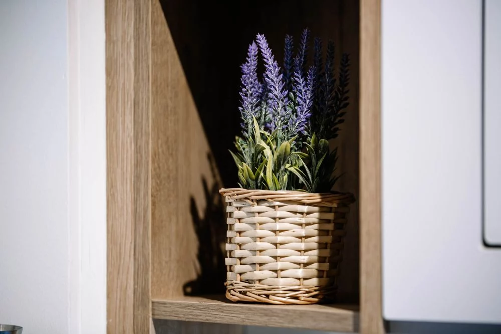 Koleba przy Krupówkach