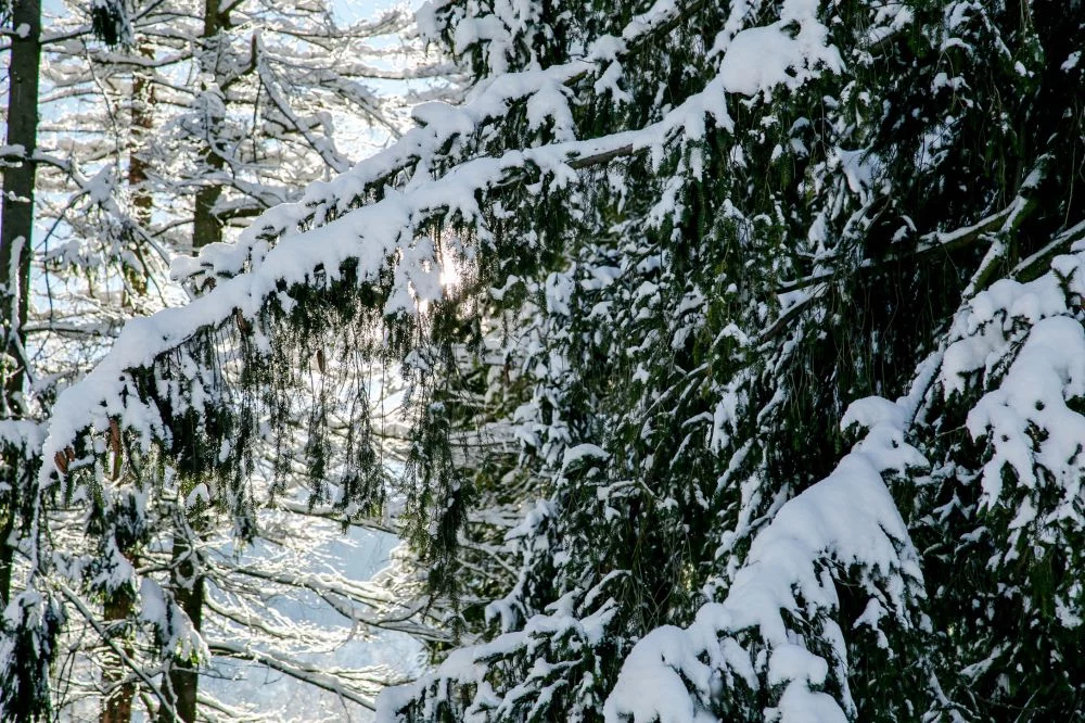 Apartament 9 / Górskie Szczyty Apart & SPA